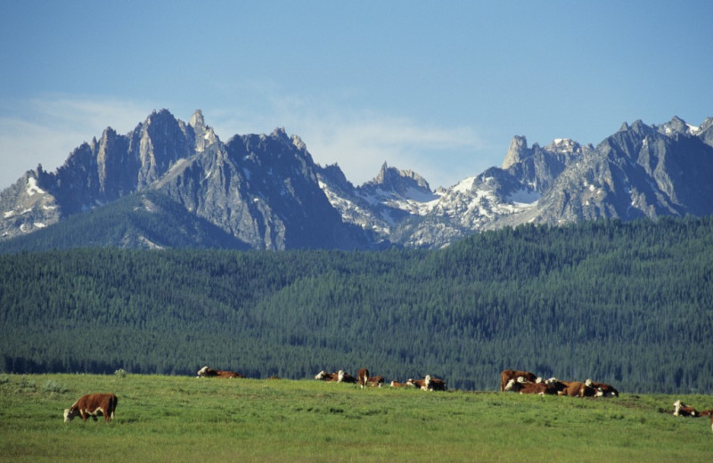 View of the Sawtooth Mountains at Triangle C Ranch Log Cabins.