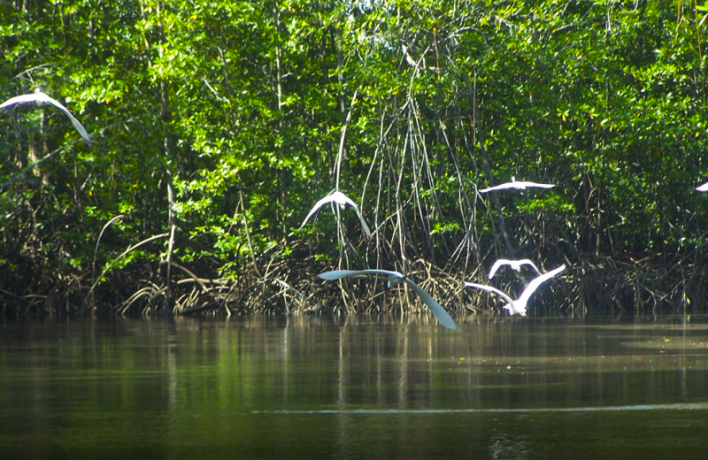 Mangroves near El Castillo Boutique Luxury Hotel.