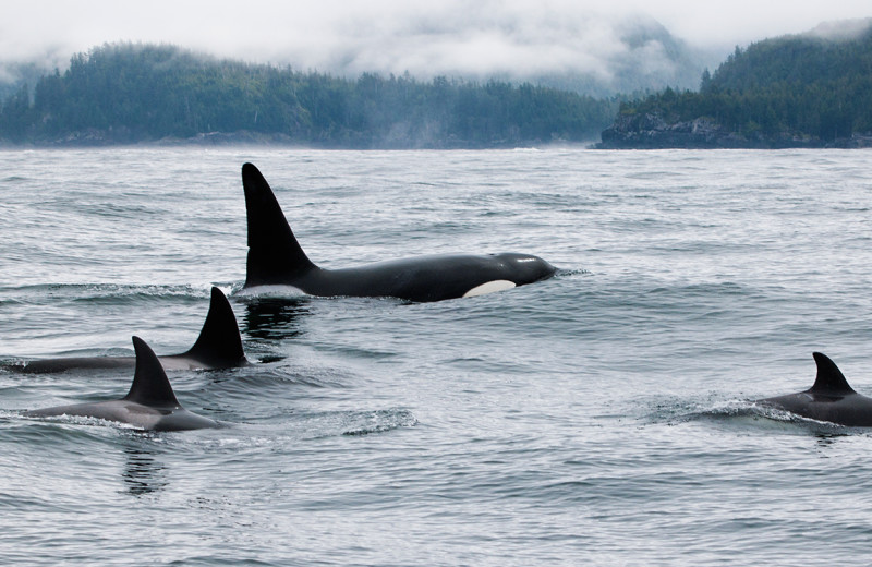 Whale watching at Tofino Resort + Marina.