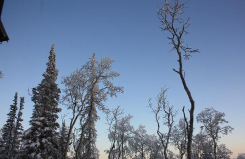 Trees at Copper Chase Condominiums.