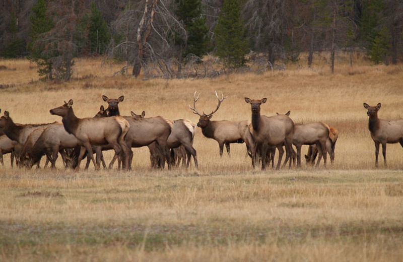 Elk at Glacier Lodge.
