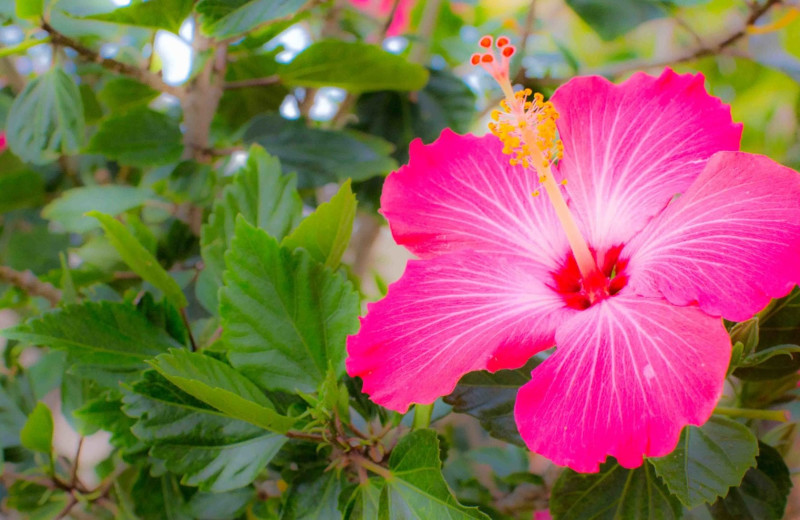 Garden at Shoreline Island Resort.