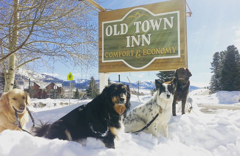 Pets welcome at Old Town Inn.