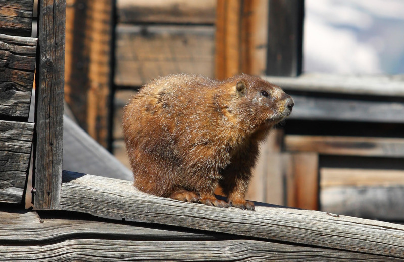 Marmot at Durango Mountain Resort