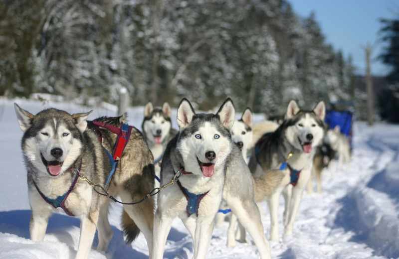 Dog sled at Sir Sam's Inn & Spa.