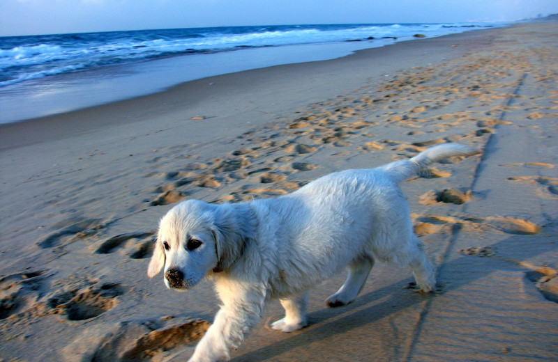 Pets welcome at Amelia Rentals and Management Services.