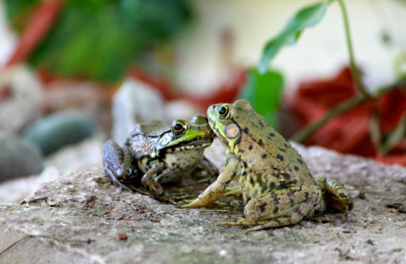 Frogs at The Kingsley House.