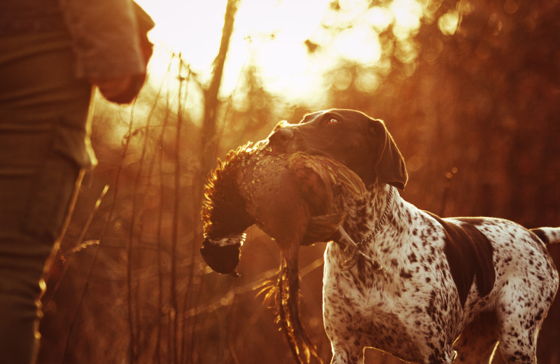 Hunting at Appeldoorn's Sunset Bay Resort.