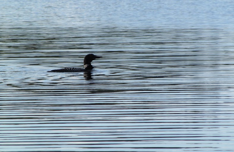 Wildlife at Moose Haven Lodge