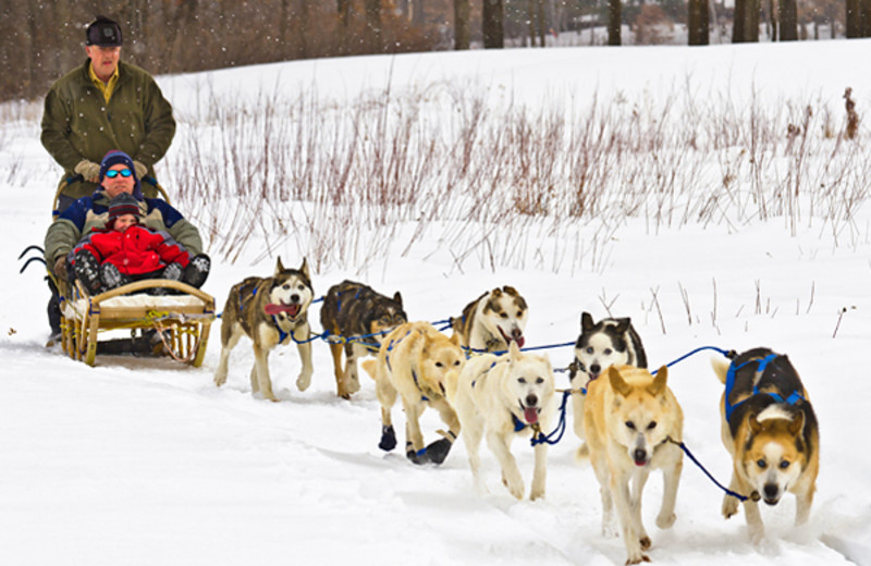 Dog sled at Cragun's Resort and Hotel on Gull Lake.
