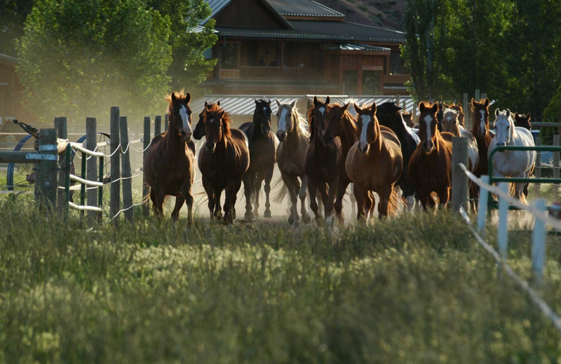 Horses at Myra Canyon.