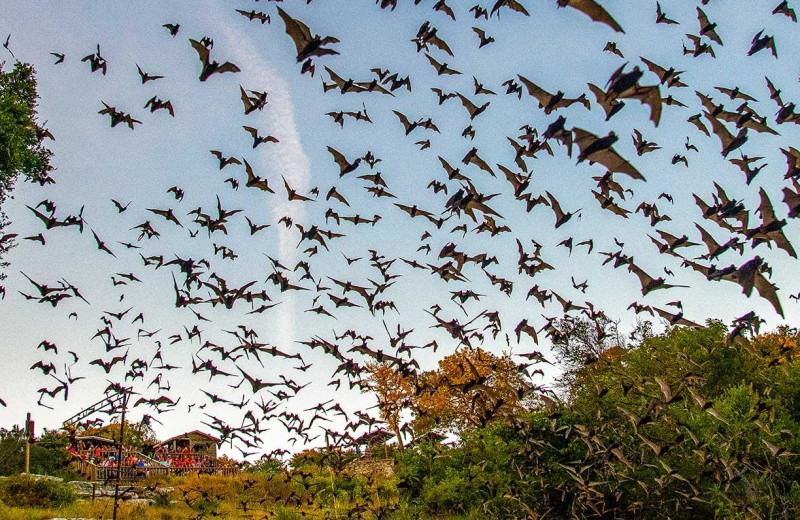 Bats near Walnut Canyon Cabins.