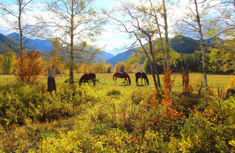 Horses at Bear Creek Ranch.