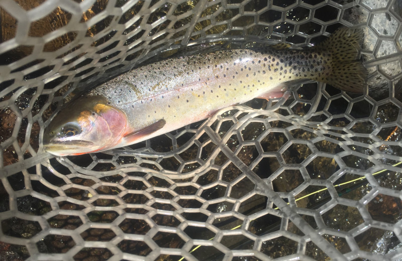 Fishing at Wild Skies Cabin Rentals.