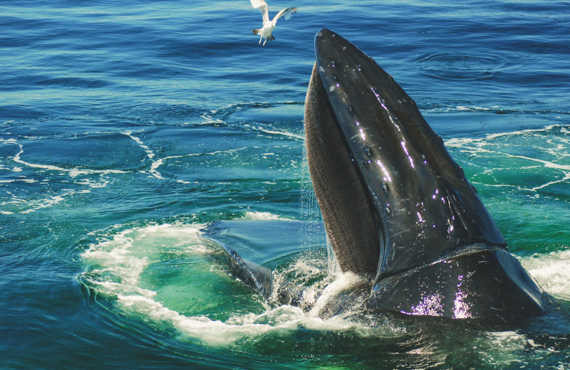 Humpback whale at Harbor Hotel Provincetown.