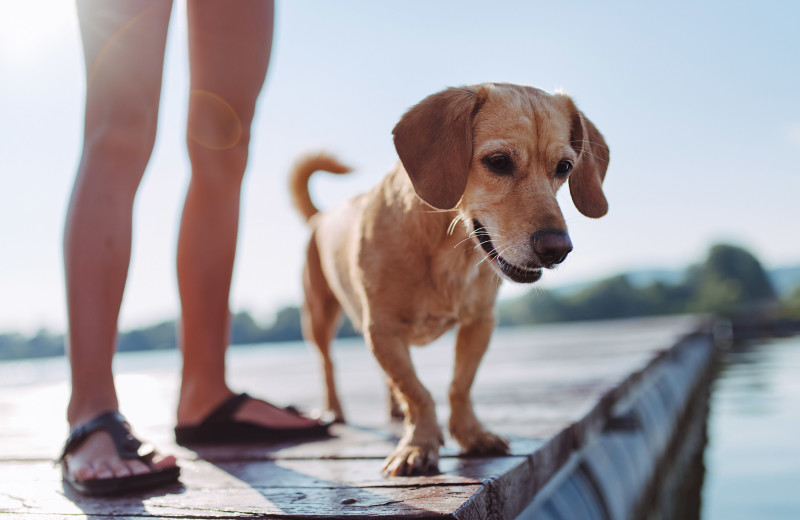 Pets welcome at Madden's on Gull Lake.