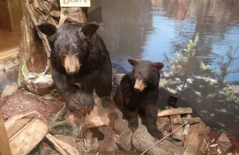 Taxidermy at Vacationland Inn.