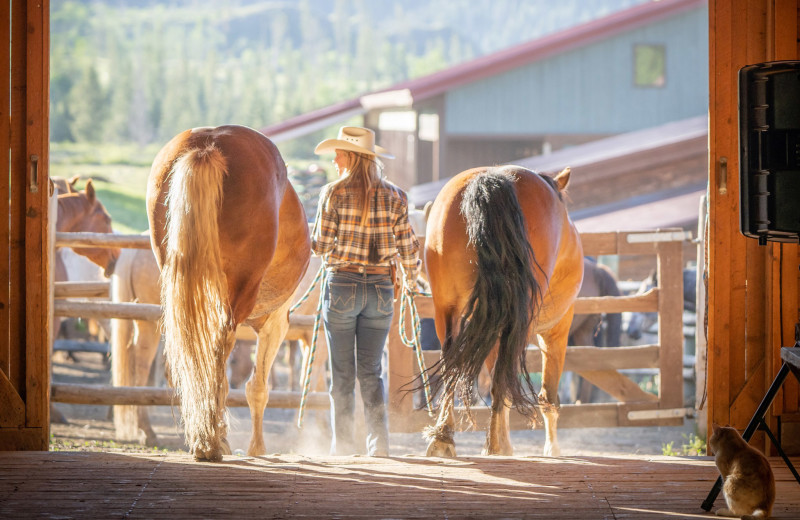 Horses at Vista Verde Ranch.