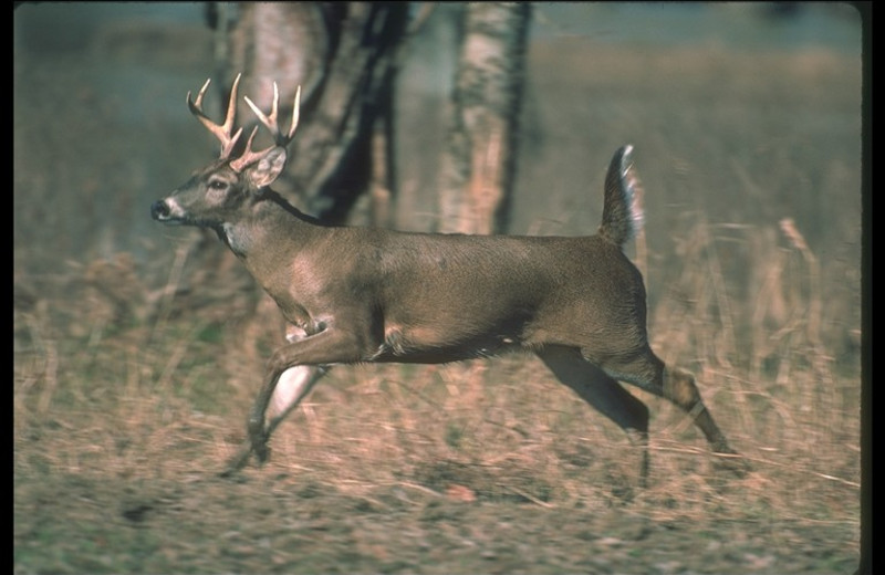 Deer hunting at Ash-Ka-Nam Resort.