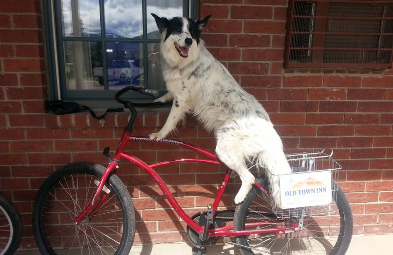 Pets welcome at Old Town Inn.