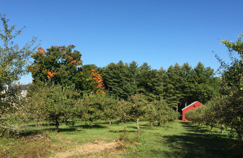 Orchard at Avaloch Farm.