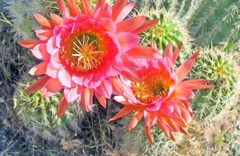 Cactus flowers at Smoke Tree Ranch.