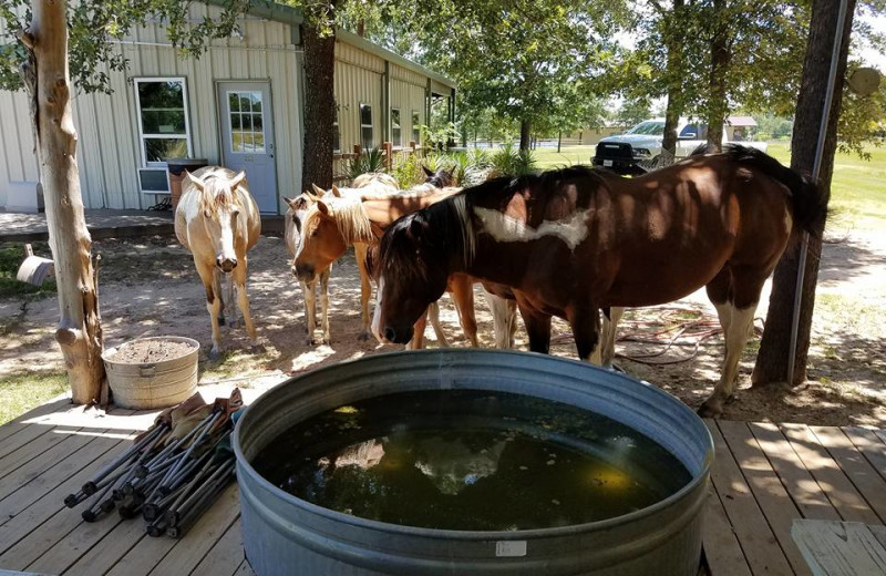 Horses at Mustang RV Ranch.