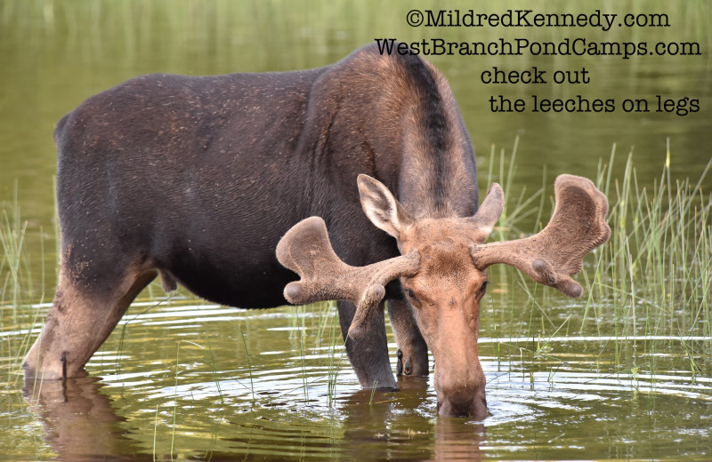 Moose at West Branch Pond Camps.