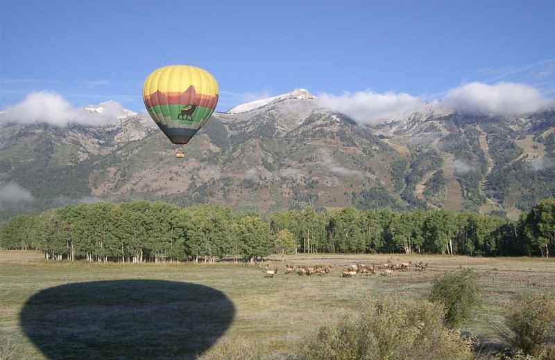 Hot air balloon near Rusty Parrot Lodge.