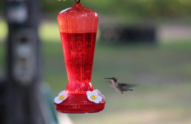 Hummingbird at feeder at Schatzi's 4 Seasons Resort.