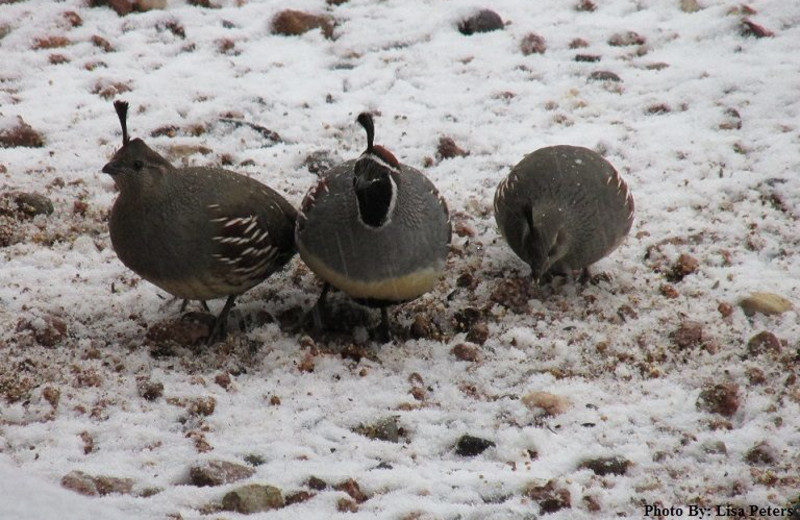 Birds at Best Western PLUS Inn of Sedona.