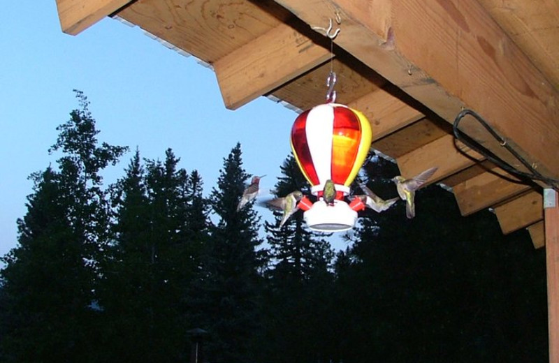 Hummingbirds at feeder at Lone Wolf Cabins and Getaway.