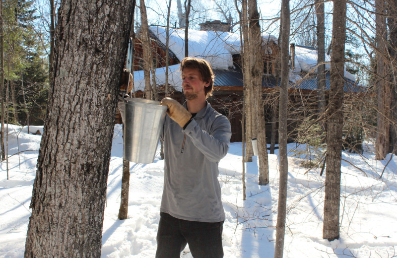 Maple syrup at Algonquin Log Cabin.