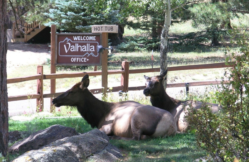 Elk at Valhalla Resort.