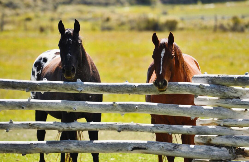 Horses at Cottonwood Meadow Lodge.