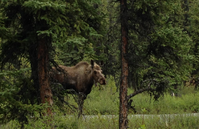 Moose at Denali Perch Resort.