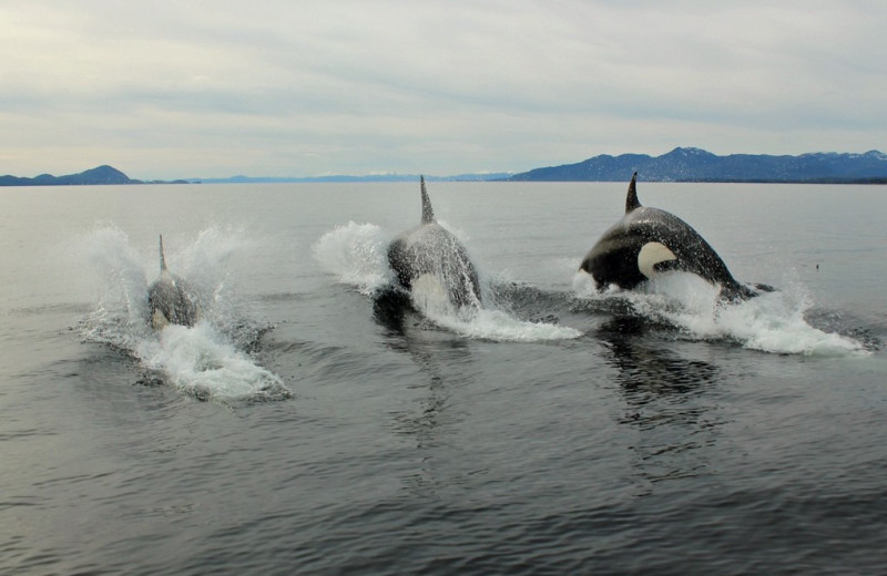 Killer whales at Yes Bay Lodge.