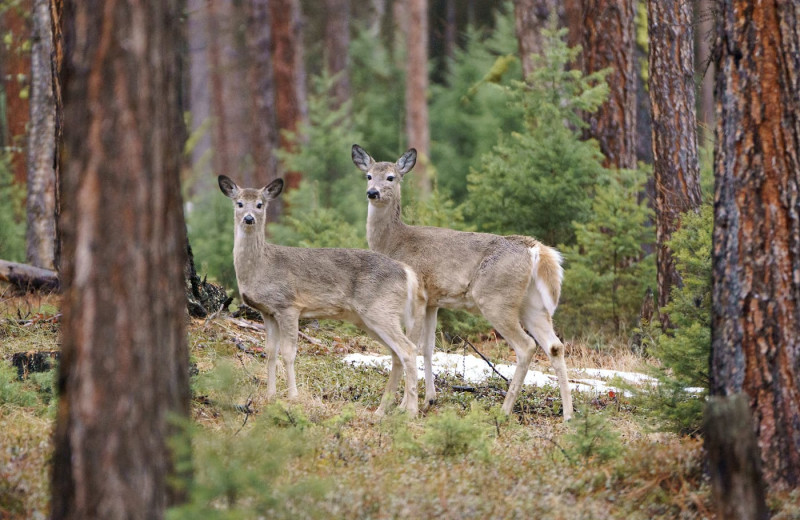 Deer at The Green O.