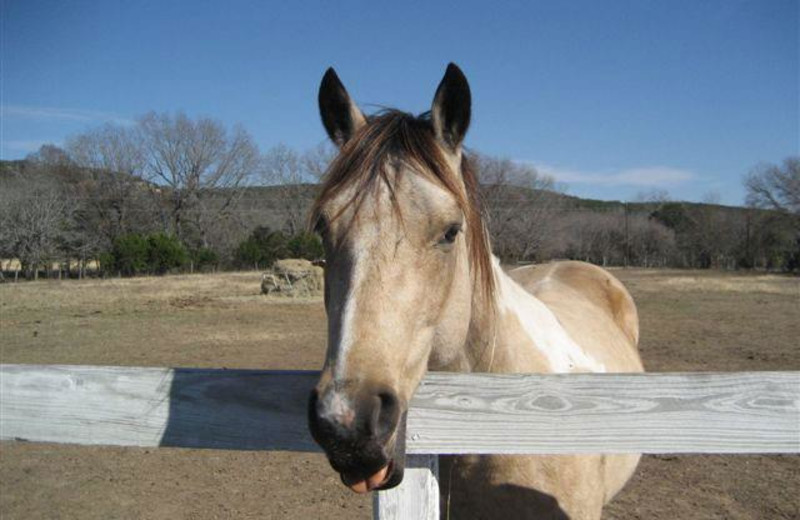 Horses near Hill Country Premier Lodging.