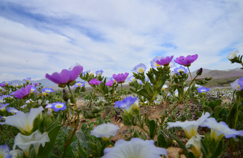 Flowers at Redstone Inn.