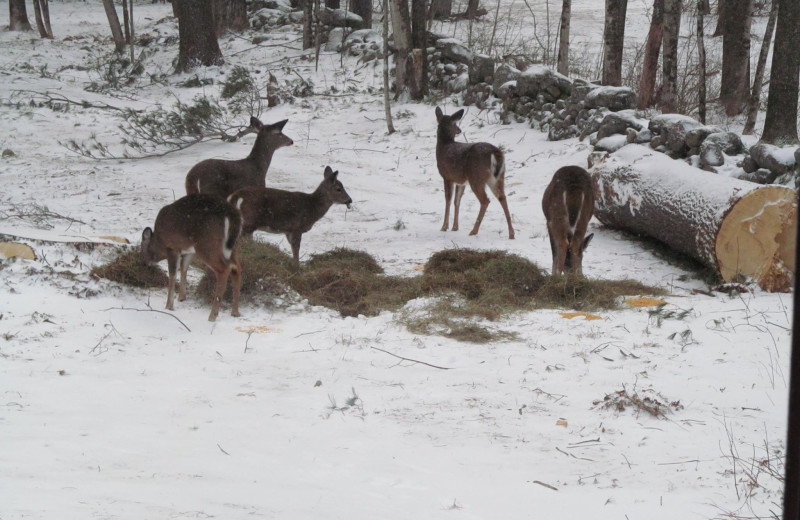 Deer at Trails End Inn.