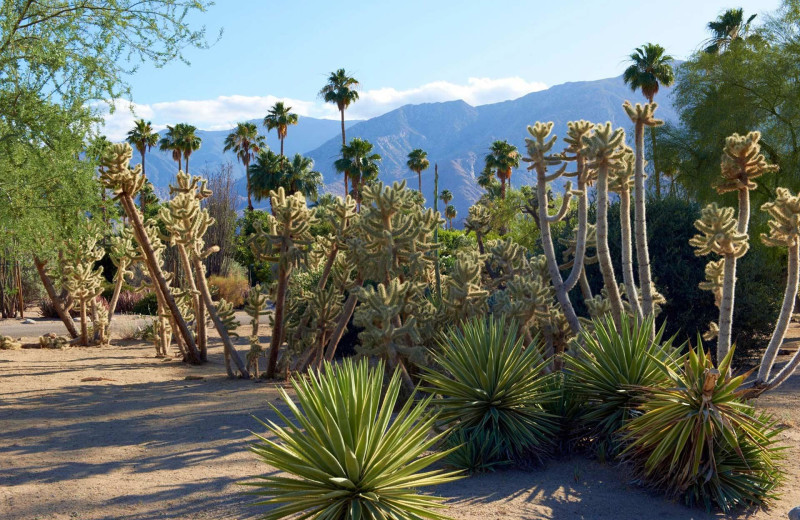 Cactus garden at Smoke Tree Ranch.