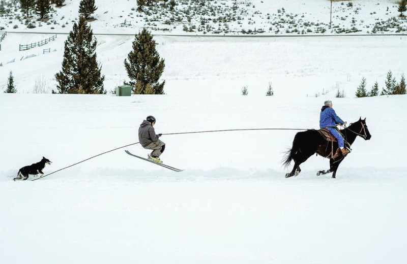 Horse skiing at Hardscabble Ranch.