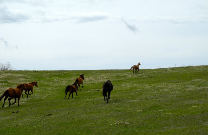 Horses at Arrowwood Resort and Conference Center.