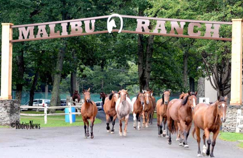 Horseback riding at Malibu Dude Ranch.