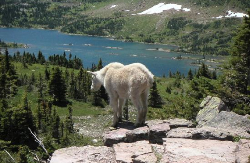 Wildlife at Bay Point on the Lake.