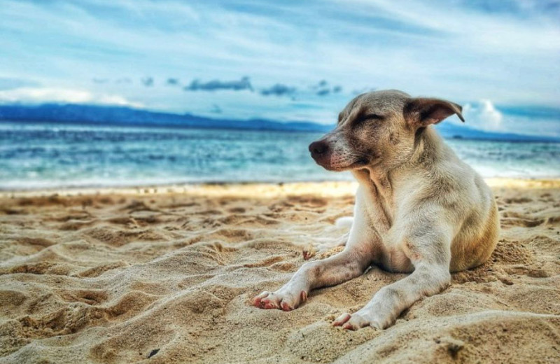 Pets welcome at Inn at Wecoma Lincoln City.