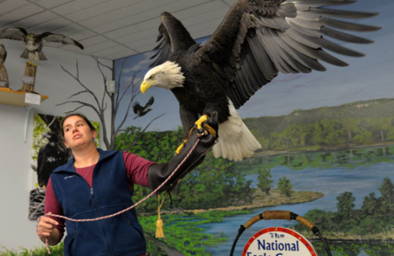 Raptor center near Eagles on the River and Anderson House Hotel.