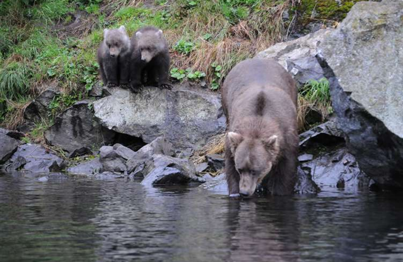 Bear watching at Gone Fishin' Lodge.