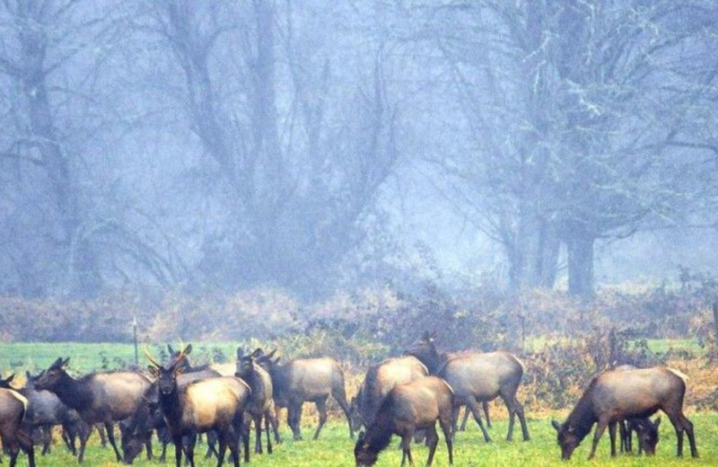 Elk herd at Packwood Lodge.